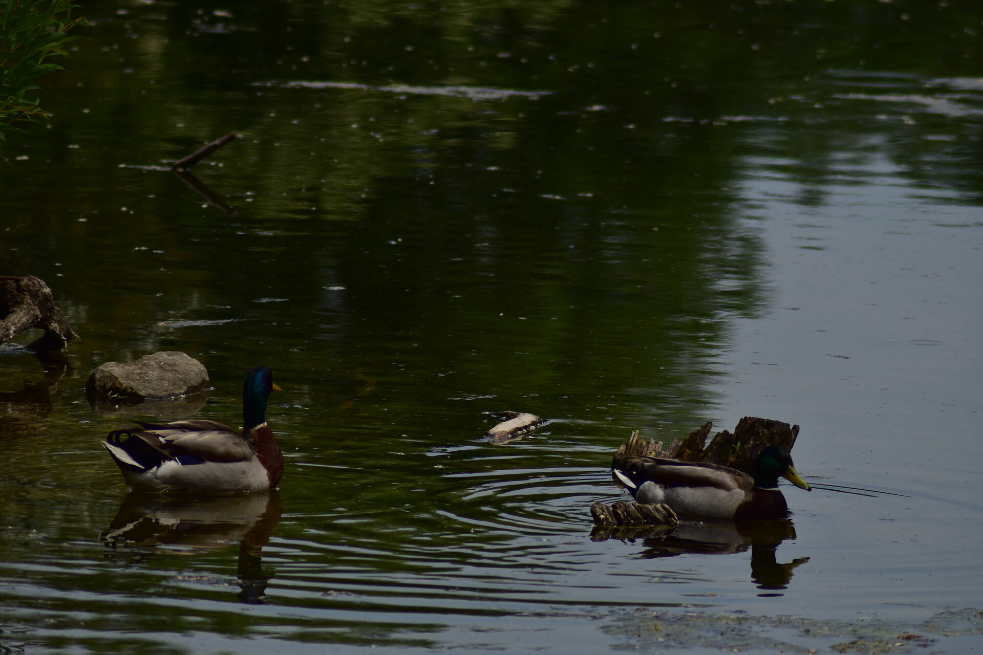 Floridsdorfer Wasserpark im August